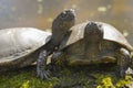 Closeup of two European swamp turtles