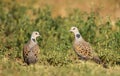 Close up of two European turtle doves in grass