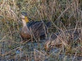 Female Mallard Ducks Feeding in the Marsh Royalty Free Stock Photo