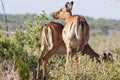 Close up of two female Oribi antelope in the Werstern Cape, South Africa.