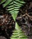 A close-up of two ferns touching with dirt and twigs softly out of focus below in Yosemite Royalty Free Stock Photo