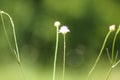 Closeup of two field scabious flowers with green blurred background Royalty Free Stock Photo
