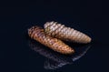 Close-up of two fir cones abies on dark ground Royalty Free Stock Photo