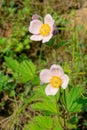 Anemone vitifolia Royalty Free Stock Photo