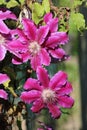 Close up of two flowers on a clematis. Royalty Free Stock Photo