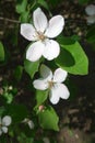 Closeup of two flowers of Cydonia oblonga Royalty Free Stock Photo