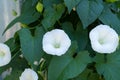 Close up of two flowers of the hedge bindweed or Calystegia sepium a white trumpet shaped flower that is considered a pest Royalty Free Stock Photo