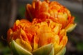 Close-up two flowers of yellow orange tulip on green brown background Royalty Free Stock Photo