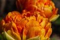 Close-up two flowers of yellow orange tulip on green brown background Royalty Free Stock Photo