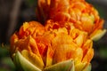 Close-up two flowers of yellow orange tulip on green brown background Royalty Free Stock Photo