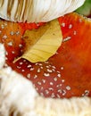 A close-up of two fly mushrooms in the autumn