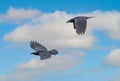 Close up of two flying adult Ravens, Corvus corax, above the stream valley of the Rolder Diep