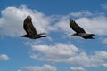 Close up of two flying adult Ravens, Corvus corax, above the stream valley of the Rolder Diep in the Dutch province of Drenthe Royalty Free Stock Photo