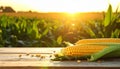 Close up of two fresh corn cobs on a wooden table with scattered kernels and a sunlit cornfield Keywords: corn, cobs Royalty Free Stock Photo