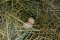 Close up of two fresh ÃÂhicken eggs in the straw nest. Easter theme Royalty Free Stock Photo