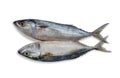 Close up two fresh mackerel fish isolated on white background. File contains a clipping path. seafood. Royalty Free Stock Photo