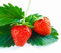 Close-up of two fresh vibrant strawberries