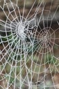 Close up of two frost coated cobwebs on a winter morning.