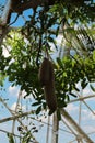 Close up of two fruit hanging from a Sausage Fruit Tree, Kigelia pinnata