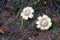 Geastrum triplex