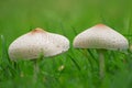 Close-up of two giant parasol mushrooms growing in fertile soil