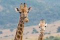 Close-up of two giraffe with head and neck, African savannah in background Royalty Free Stock Photo