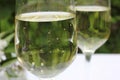 Close up of two glasses of champagne on a natural green blurred background. Royalty Free Stock Photo