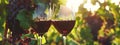 close up of two glasses of red wine in a lush vineyard Royalty Free Stock Photo