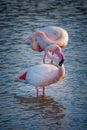 Close up of two Greater Flamingos Phoenicopterus roseus in the Camargue, Bouches du Rhone South of France Royalty Free Stock Photo