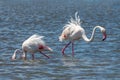 Close up of two Greater Flamingos Phoenicopterus roseus in the Camargue, Bouches du Rhone South of France Royalty Free Stock Photo