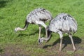Close up of two Greater Rhea's Royalty Free Stock Photo