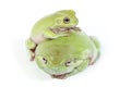 Two frogs Royalty Free Stock Photo