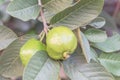 Close-up two green guavas hanging on tree branch at home garden in Vietnam