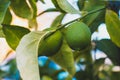 Close up of two green lemons hanging of a tree with green leafs