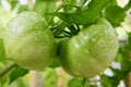 Green Tomatoes Ripening on the Vine in the Garden Royalty Free Stock Photo