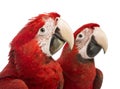 Close-up of two Green-winged Macaws, 1 year old Royalty Free Stock Photo