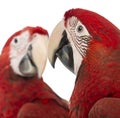 Close-up of two Green-winged Macaws, 1 year old Royalty Free Stock Photo