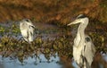 Close-up of two grey herons in a pond