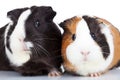 Close up of two guinea pigs