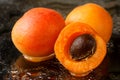 Close up of two and a half sliced apricot fruits with the stone, freshly washed with water drops on a dark background