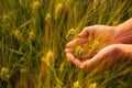 Close up of two hands holding golden wheat spikes on field Royalty Free Stock Photo