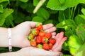 Close up two hands women holding freshly picked bright red strawberries in an organic pick-your-own farm. Showing self Royalty Free Stock Photo