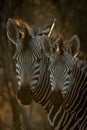 Close-up of two Hartmann mountain zebras side-by-side