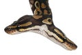 Close-up of Two headed Royal Python Royalty Free Stock Photo