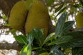 A close-up of two healthy jackfruits growing on a tree - stock photo Royalty Free Stock Photo