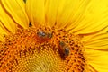 Two honey bees on a sunflower blossom Royalty Free Stock Photo