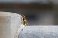 close up of two hornets resting on a steel railing Royalty Free Stock Photo