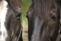 Close-up Of two Horses