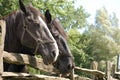 Close-up Of two Horses