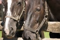 Close-up Of two Horses